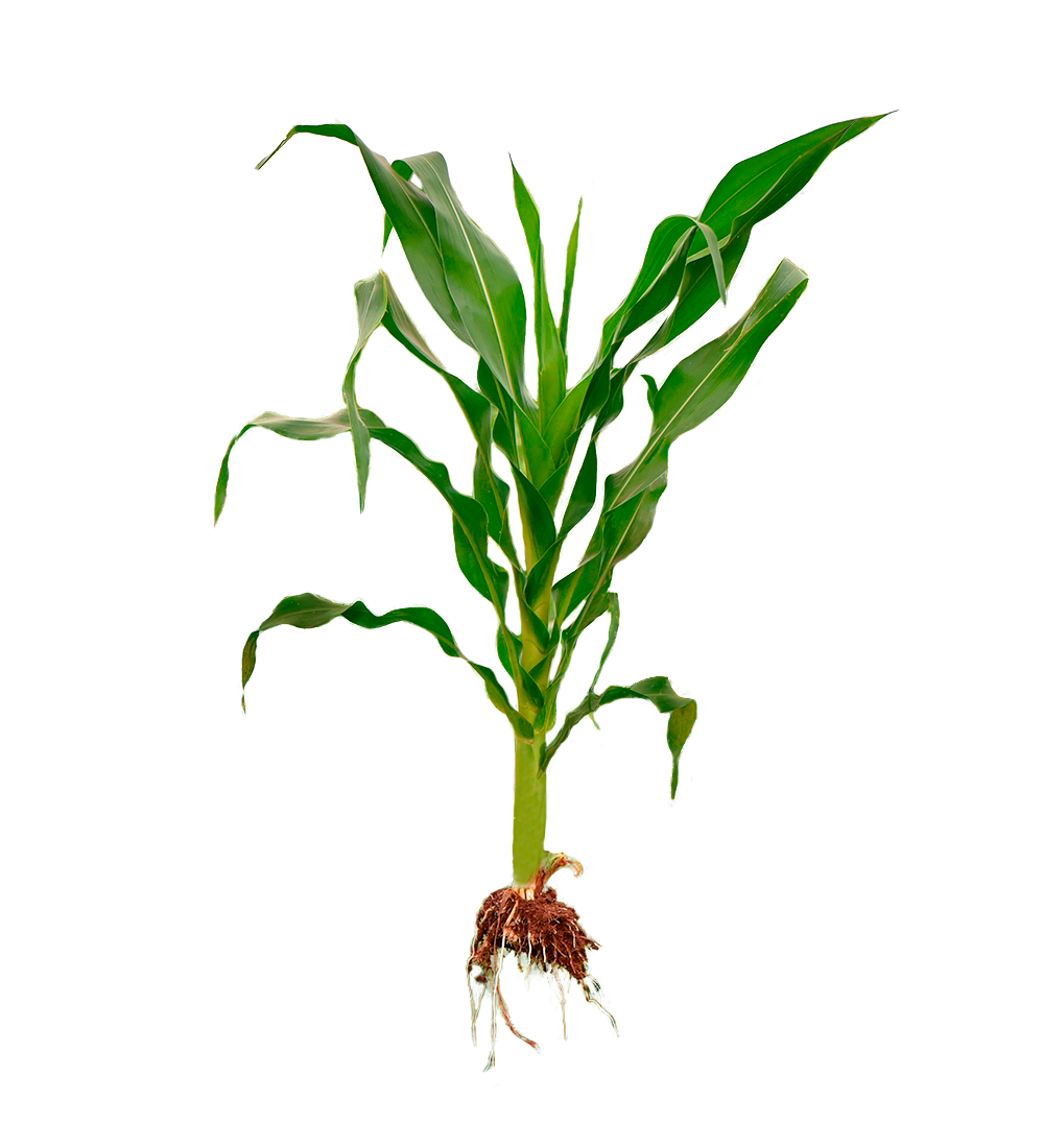 maize promo Vitala